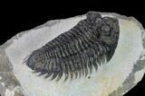 Coltraneia Trilobite Fossil - Huge Faceted Eyes #165843-6